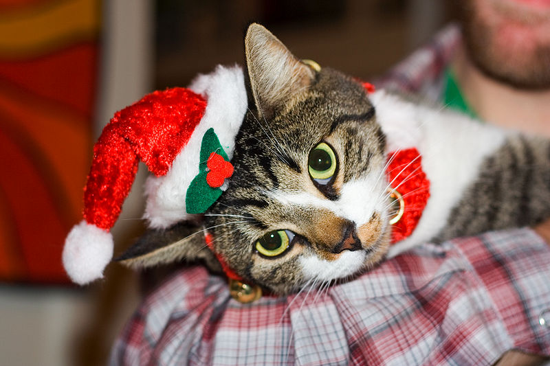 cats at christmas